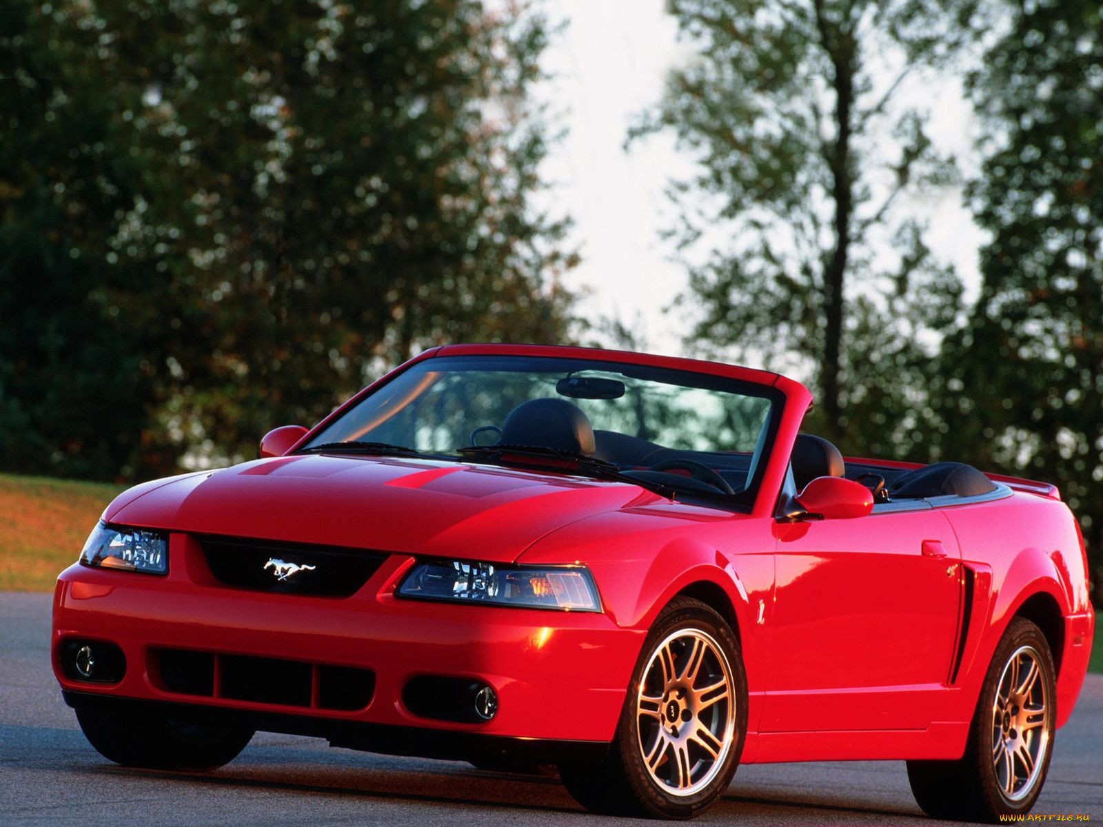 , mustang